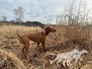 Burr Oak's Ramble On The Savanna