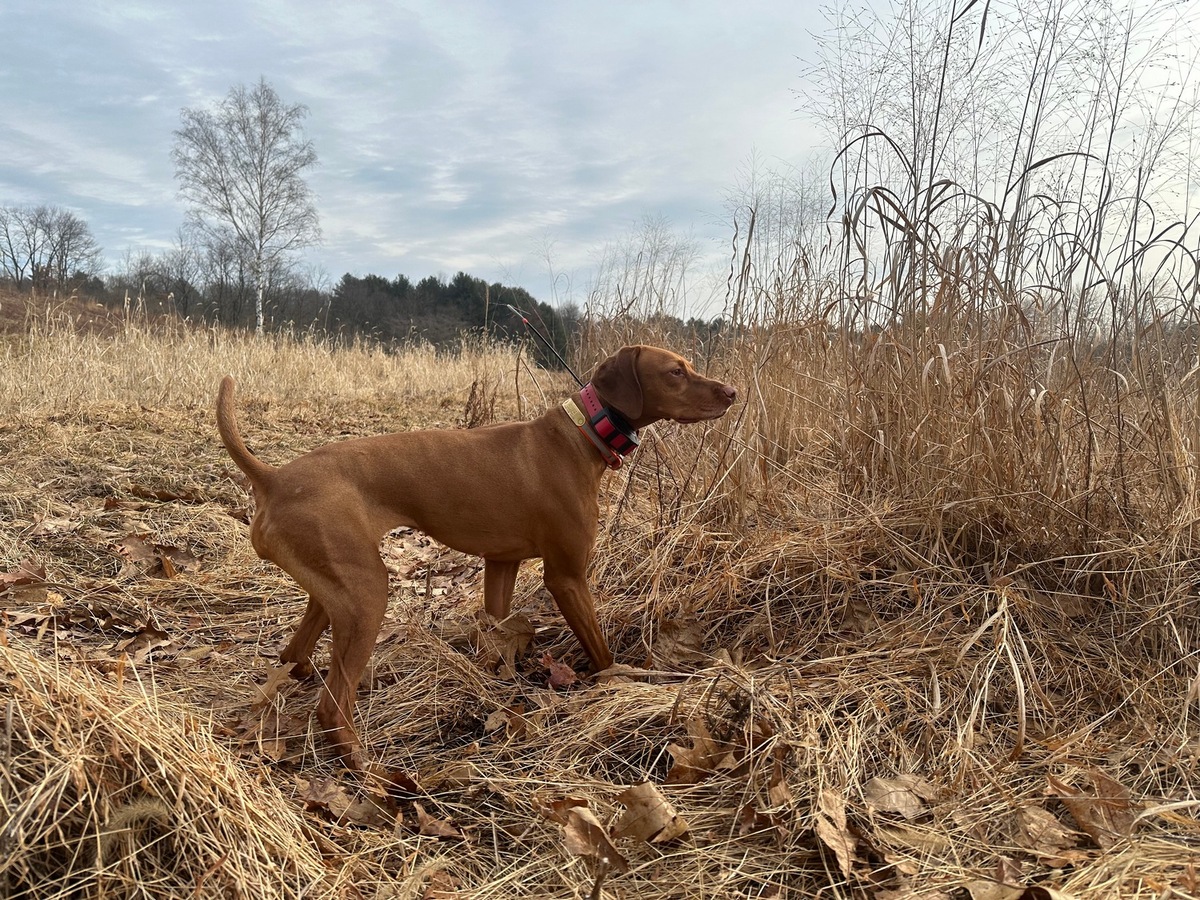 Burr Oak's Ramble On The Savanna