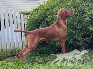 Red Oak's Blazing Phoenix at Briarwood