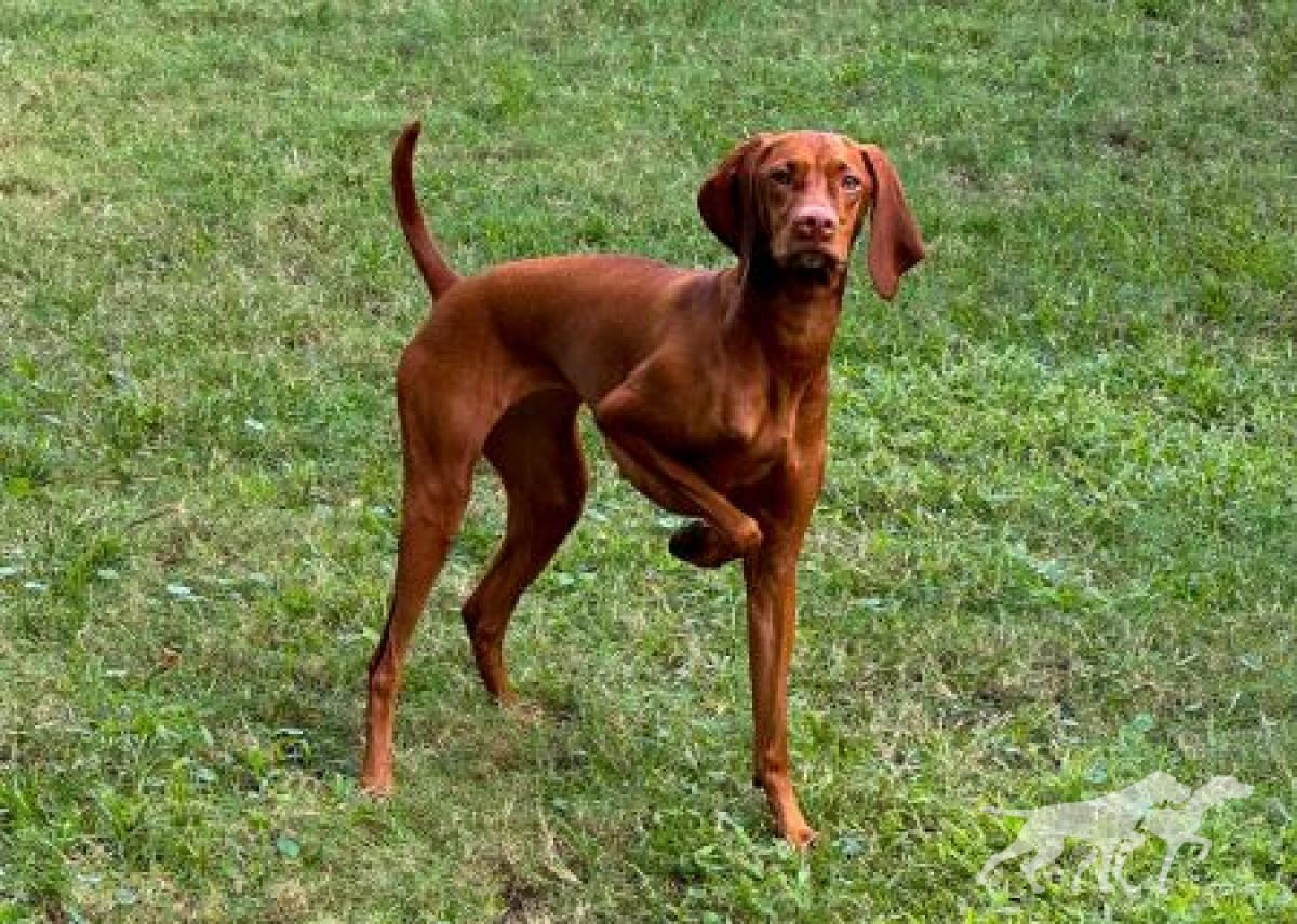 Heidi XVIII