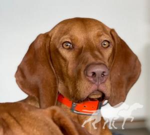 Canela Rubidus Alba