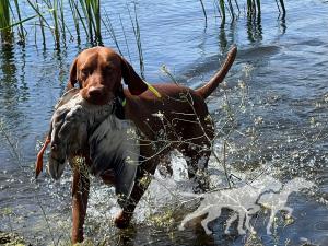 Chip's Oberon Master Of The Green Woods *