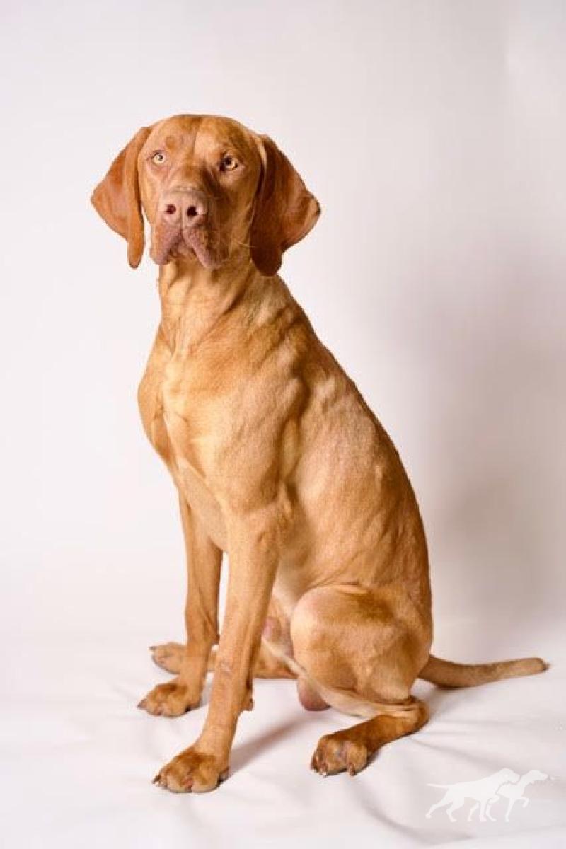 Ridge Alaska Vizsla