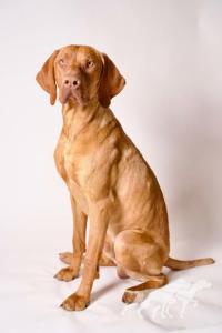 Ridge Alaska Vizsla