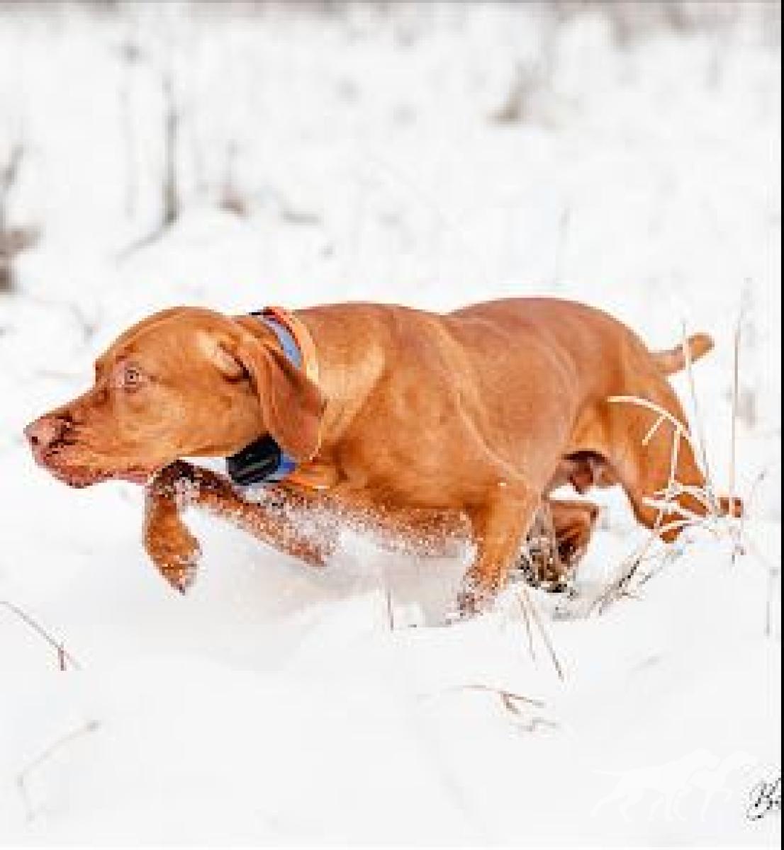 Trip Alaska Vizsla
