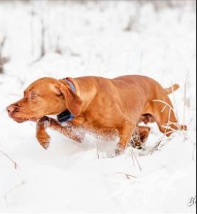 Trip Alaska Vizsla