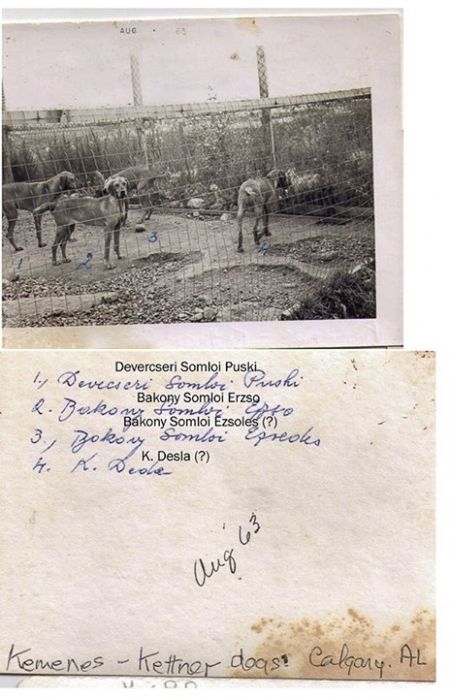 Bakony Somloi Erzso