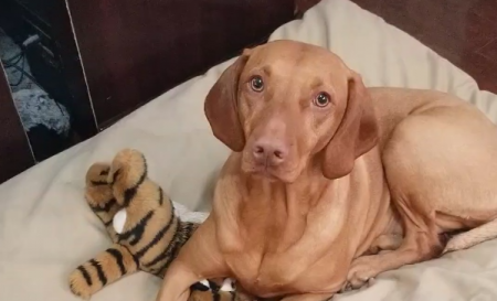 Lady Ruby-Rue