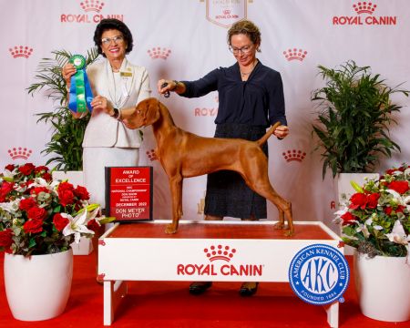 Renaissance N Brittania's Changing The Game / *