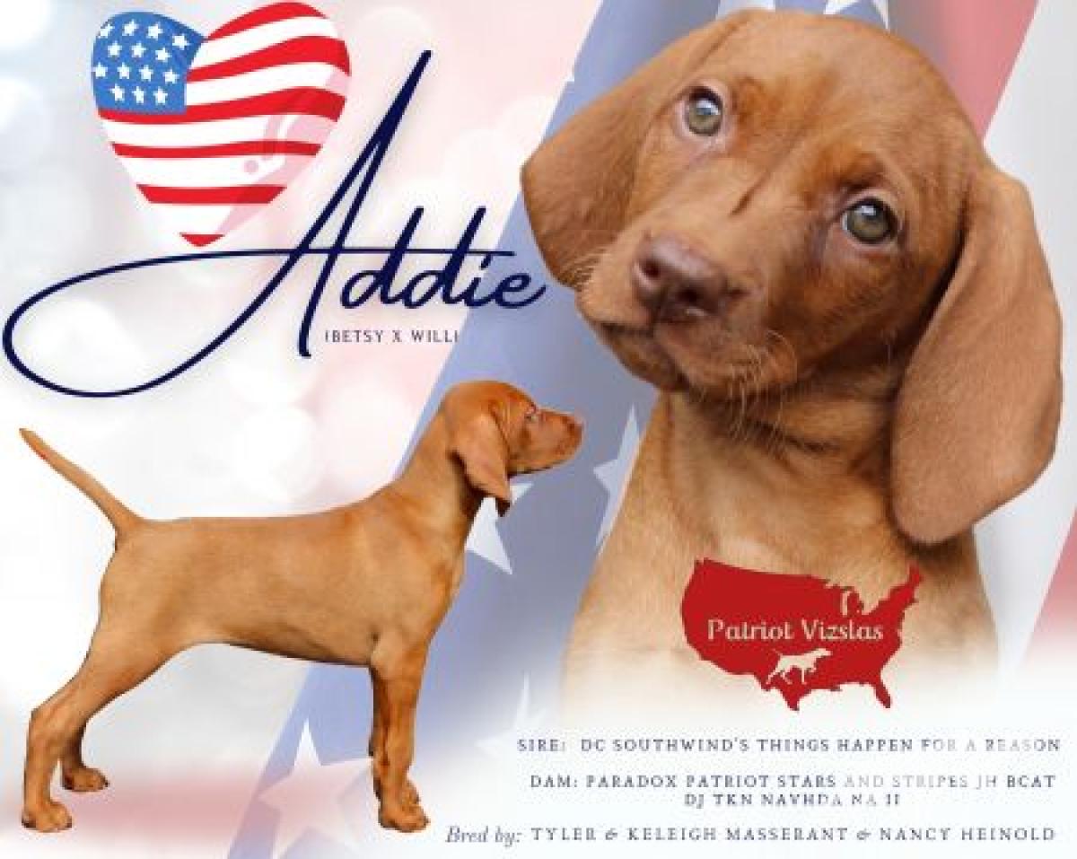 Patriot Adda Girl