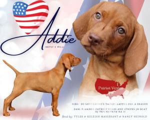 Patriot Adda Girl