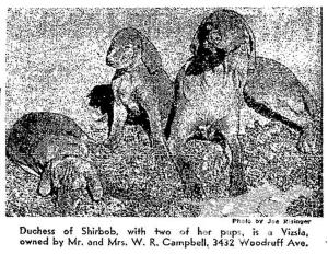 Duchess of Shirbob