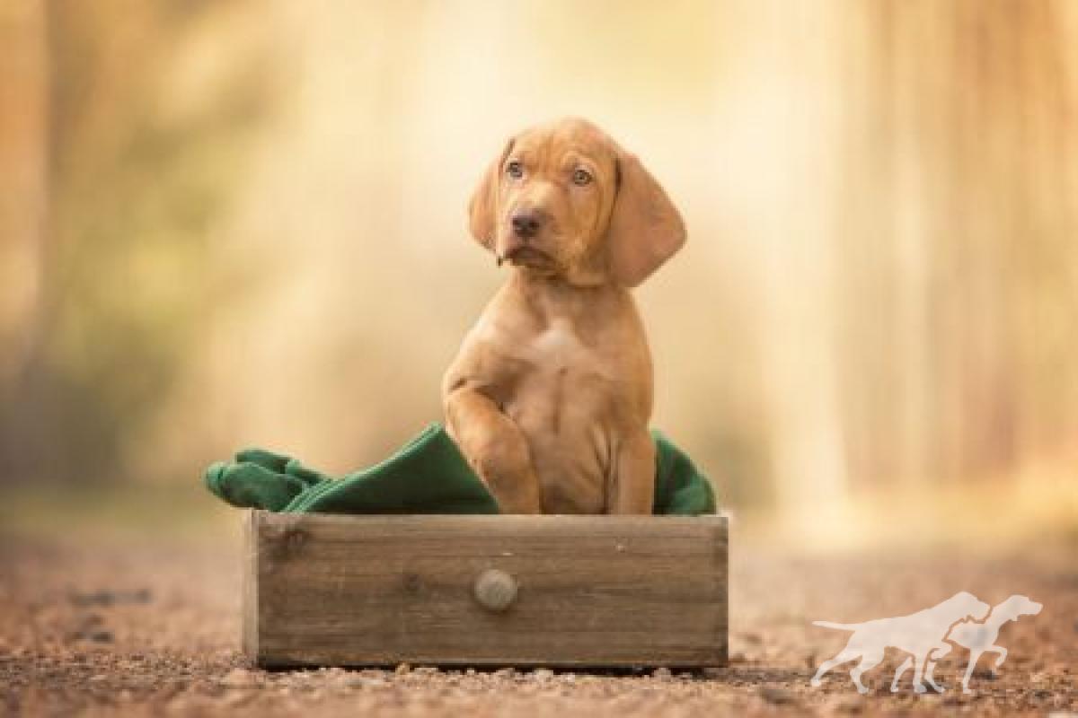 Corvin Vizsla von Prague