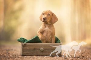Corvin Vizsla von Prague