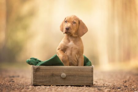 Corvin Vizsla von Prague