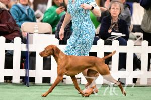 Derby's Unexpected Risk