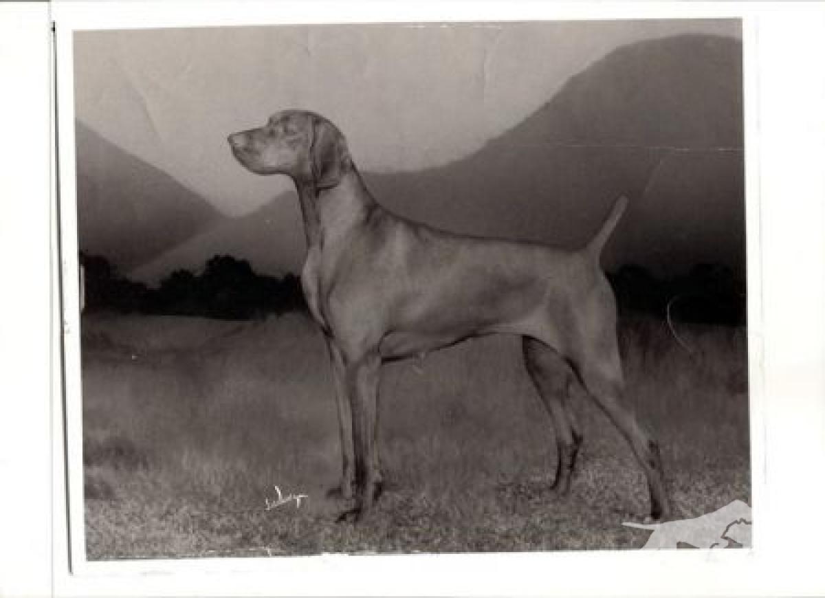 Warhorse Sheila