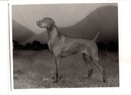 Warhorse Sheila