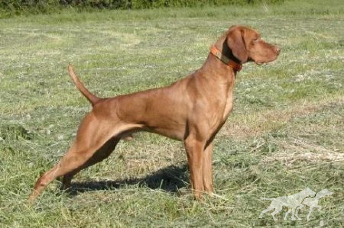 Onpoint's Spinning Axel