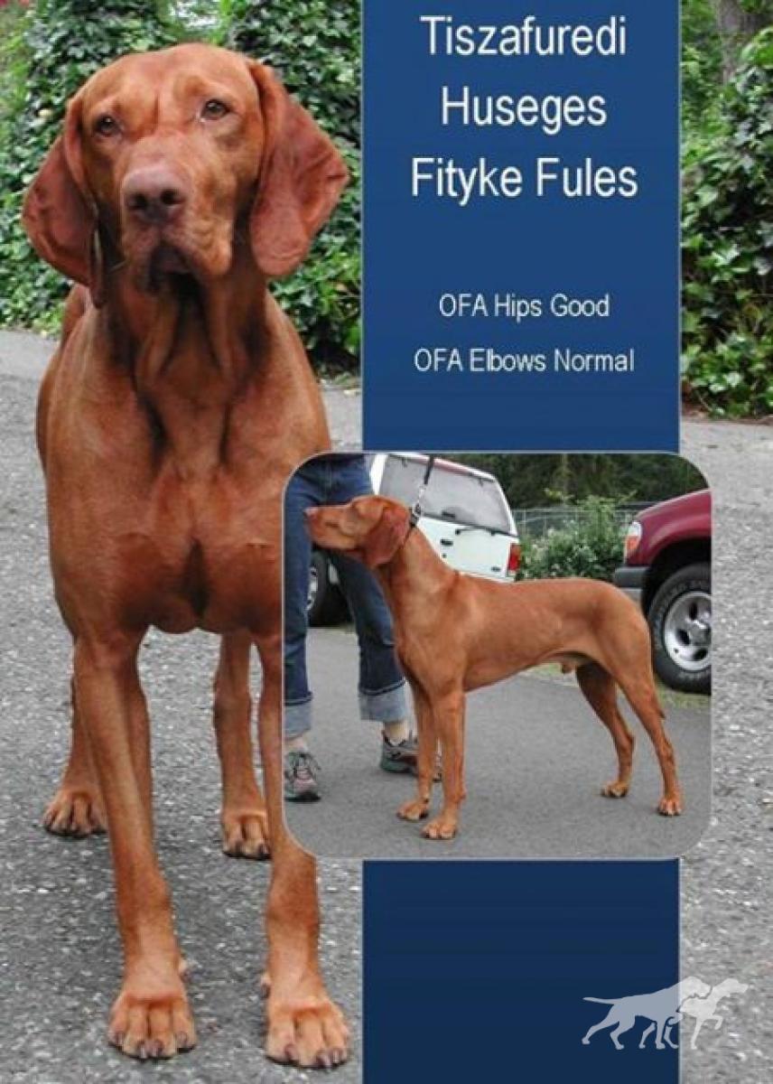 Tiszafuredi Huseges Fityke Fules