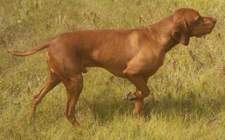 Blackbullet HPR Kata St. Bazsil
