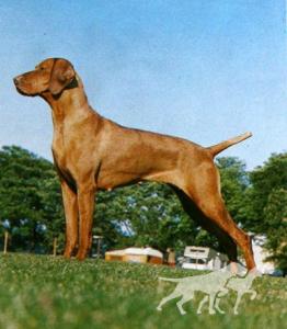 Russetmantle Sage