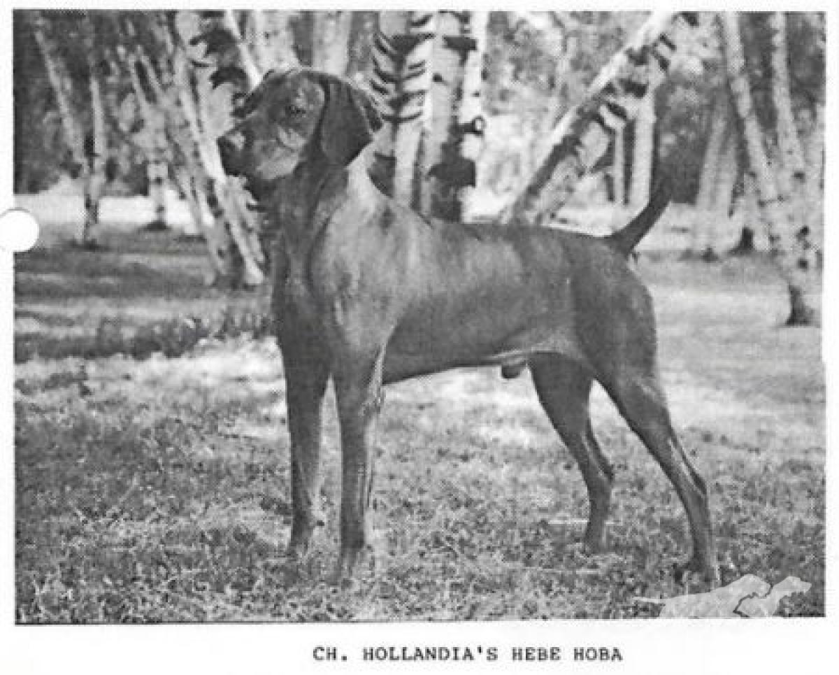 Hollandia's Hebe Hoba