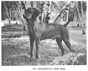 Hollandia's Hebe Hoba
