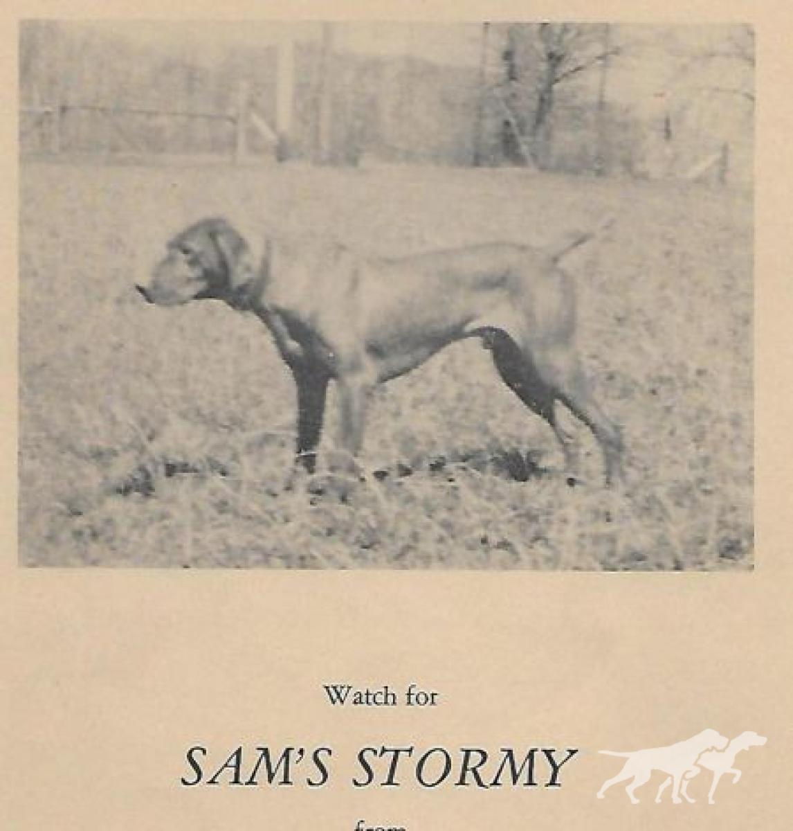 Sam's Stormy