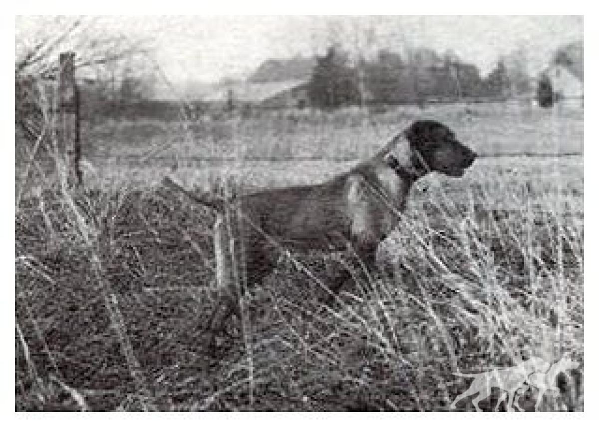 Rebel Rouser Winneshiek Mac