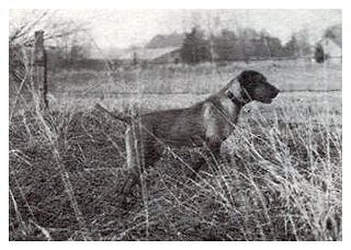 Rebel Rouser Winneshiek Mac