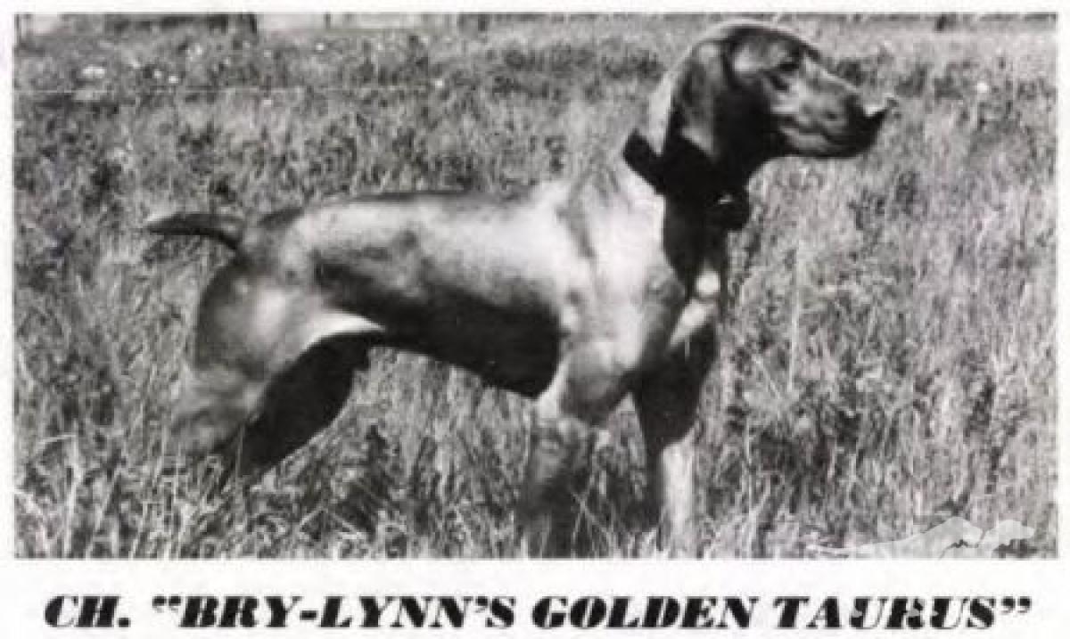 Bry-Lynn's Golden Taurus