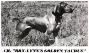 Bry-Lynn's Golden Taurus