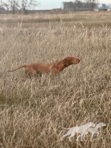 Baylee Following The Scent FCI
