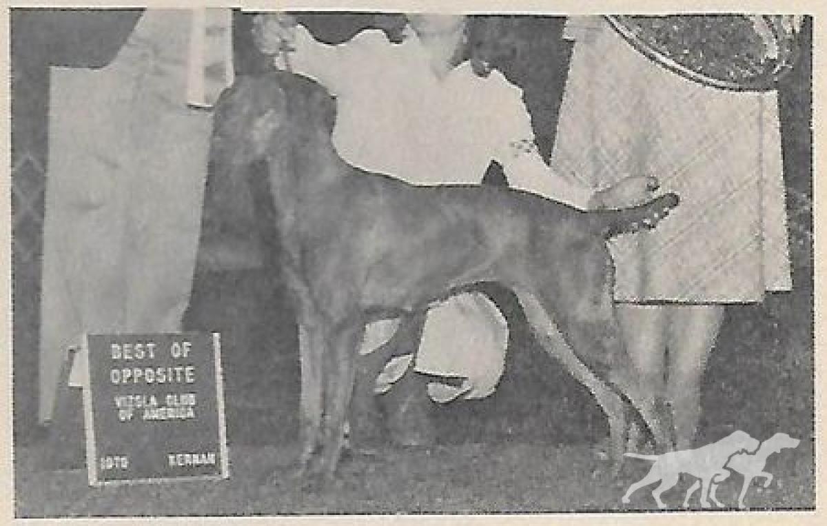 Miss Midge Of Behi