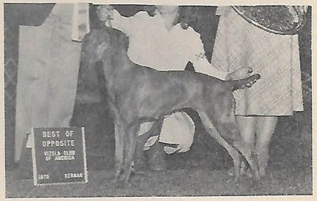 Miss Midge Of Behi