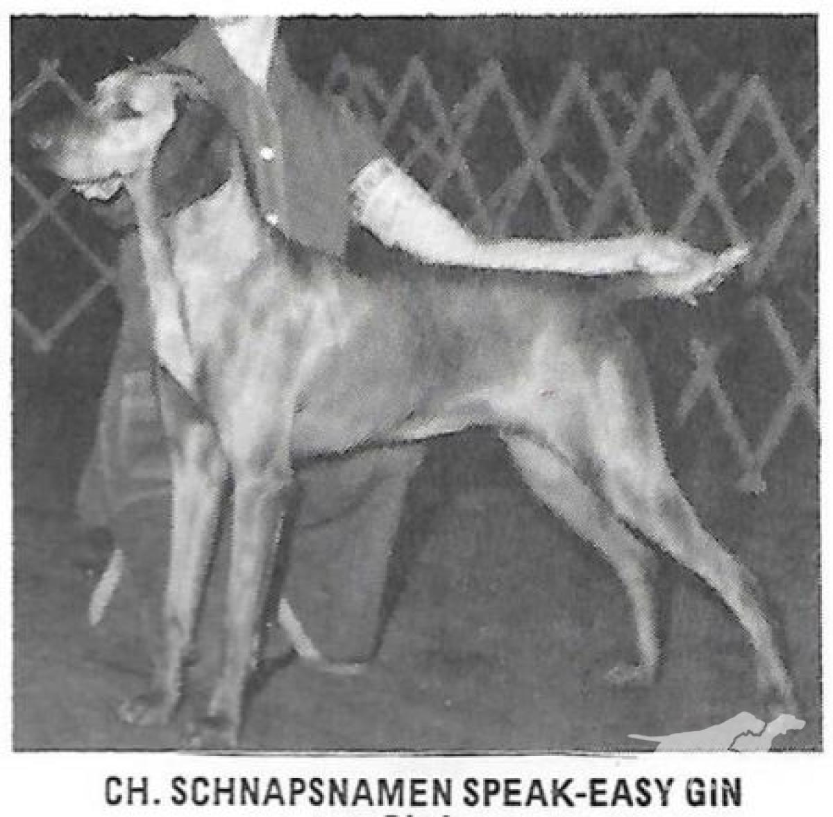 Schnapsnamen Speak-Easy Gin *