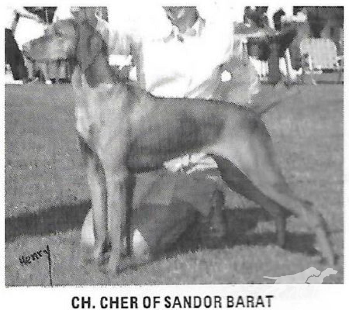 Cher Of Sandor Barat