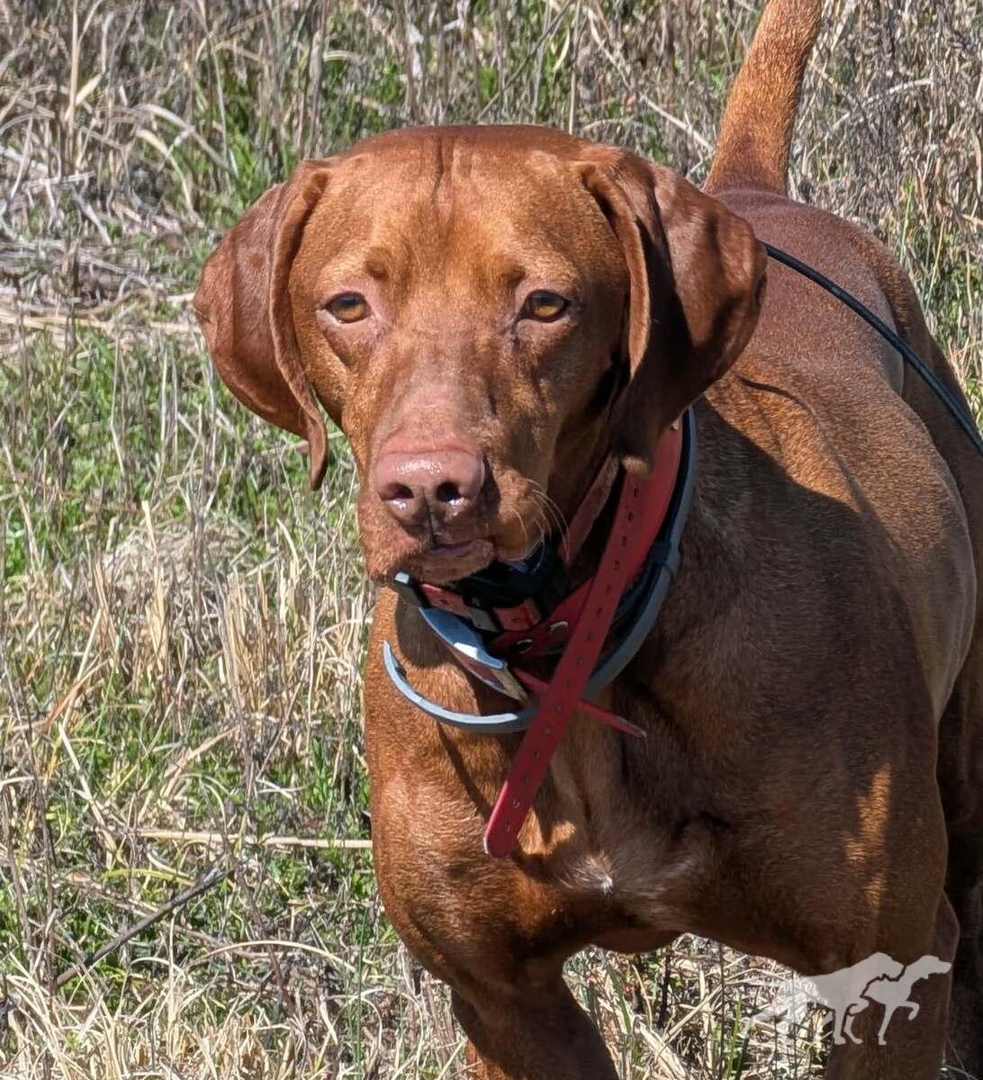 Grousebend's Red Solo Pup