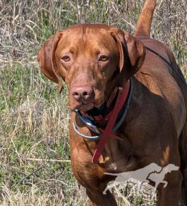 Grousebend's Red Solo Pup