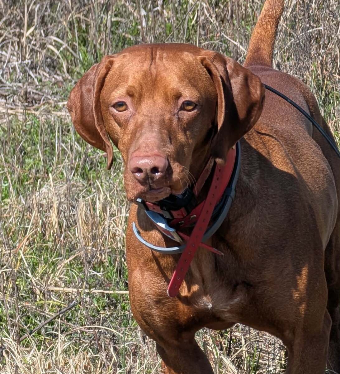 Grousebend's Red Solo Pup