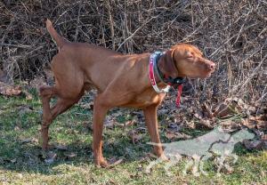 Grousebend's Red Solo Pup