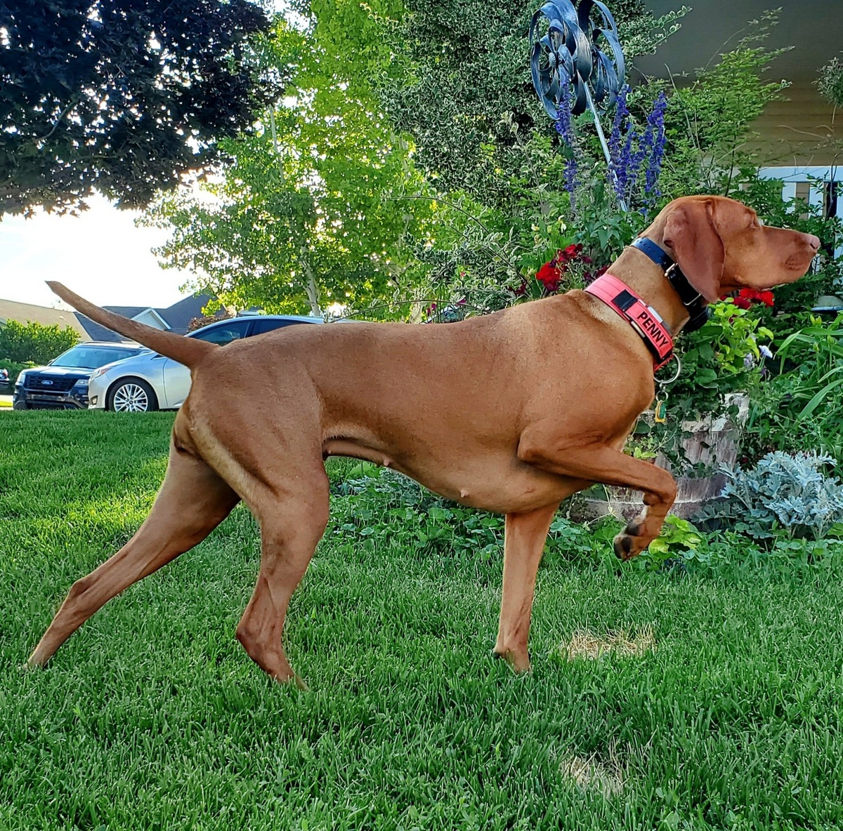 Princess Penelope Copperbottom