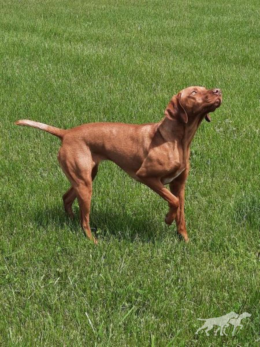 Red Oak's Wild Child Cheyenne