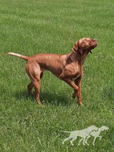 Red Oak's Wild Child Cheyenne