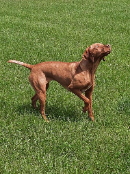 Red Oak's Wild Child Cheyenne