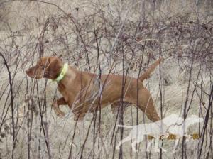 Red Oak's Wild Child Cheyenne
