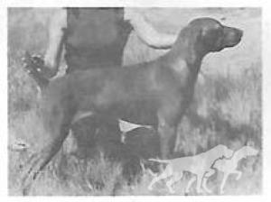 Kizvon's Kountess Of Melto