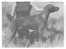 Kizvon's Kountess Of Melto
