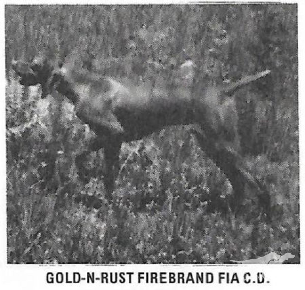 Gold-N-Rust Firebrand Fia